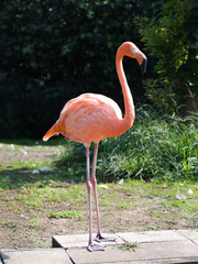 フラミンゴ