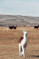 alpaca looking