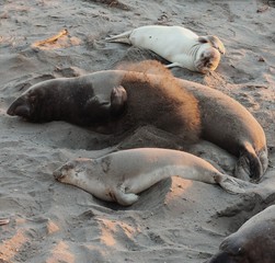 seals lying on the sand