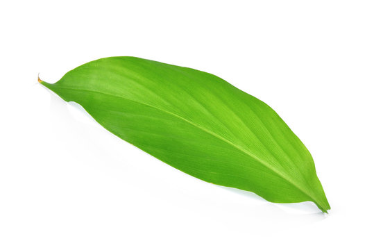 single turmeric leaf isolated on white background