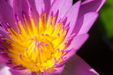 Purple lotus flower or water lily flowers.