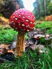 Amanita Muscaria in the forest