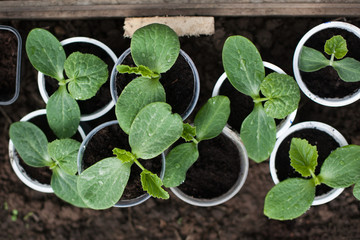 Fresh, Young, Green Cucumber on Bed in the darden. Growing Cucumbers in Garden, agriculture.