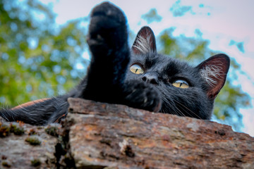 Le chat noir sur le vieux mur dans les rues de belcastel