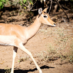  wild impala in the winter bush