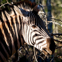   in south africa     wildlife  nature  reserve and  zebra