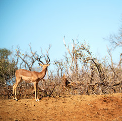  wild impala in the winter  bush