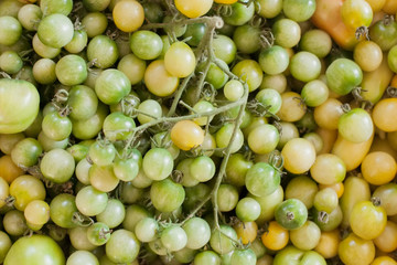 Many unripe tomatoes of green color, different sizes.