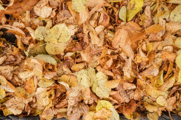 A bunch of autumn leaves