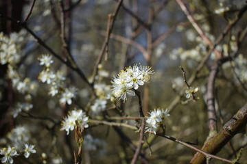 blossom