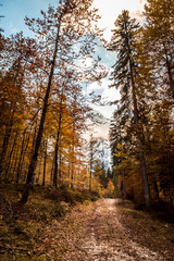 trekking path in an autumn day in the alps