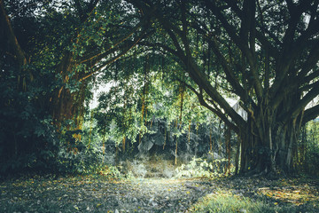 landscape of beautiful nature at morning in the spring forest .Tree branches bent down like a door.,background,backdrop ,Spring and summer concept.