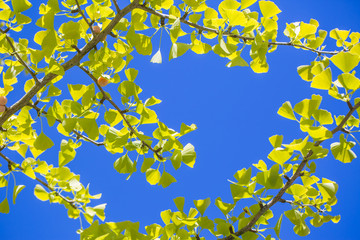 紅葉のイチョウ