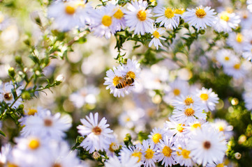 Bee on a daisy flower with daisies background