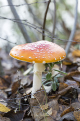 Fly Amanita Mushroom