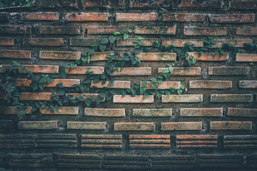 Green ivy cover on the brick wall . Ecology and green living in city, urban environment concept. Thailand.