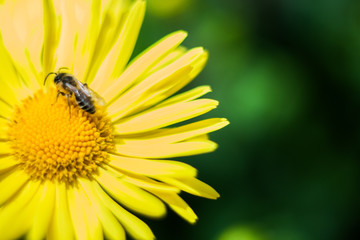 yellow daisies in the garden in the spring