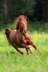 Red stallion run gallop on spring green field against forest