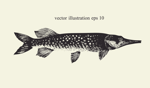 Pike. Hand drawn retro vector illustration. Fish silhouette