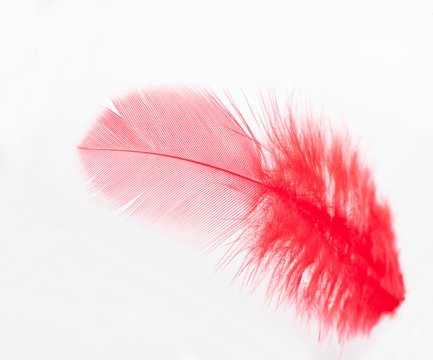赤い羽根共同募金 Stock Photo | Adobe Stock