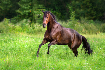 Horse run free on spring field