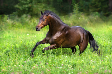 Horse run free on spring field