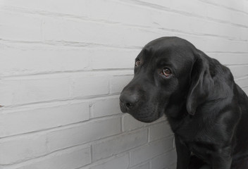 Labrador against white wall background, dog