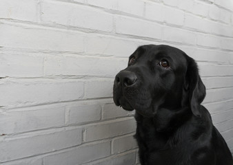 Labrador against a white wall 
