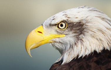Bald eagle portrait