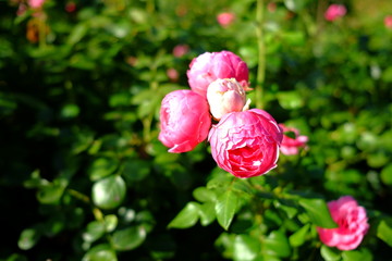 Dans le jardin des fleurs, Lyon, France