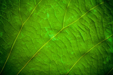 Plakat Green leaf pattern closeup background. leaves for background.