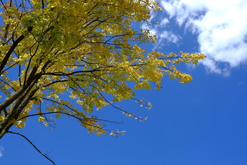 Début d'automne à Lyon, France