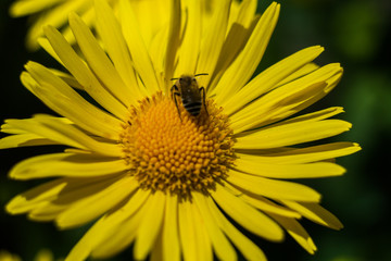 yellow daisies in the garden in the spring