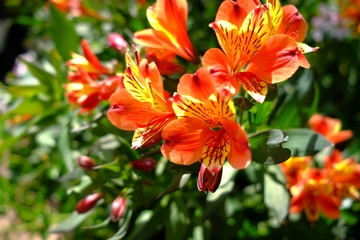 Dans le jardin des fleurs à Lyon, France