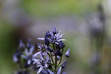 Star swertia (Swertia perennis)