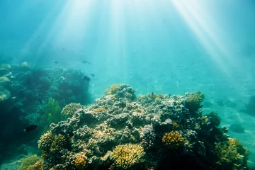 Gardinen Underwater coral reef on the red sea © vovan
