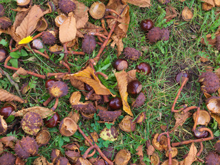 chestnuts on the grass