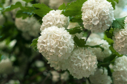 Chinese snowball viburnum flower heads are snowy. Blooming of beautiful white flowers in the summer garden. Delicate caves of white flowers on the branches.