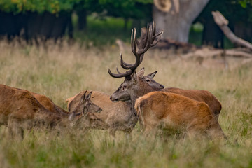Red Deer Stags (Cervus elaphus) 