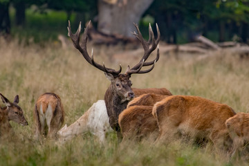 Red Deer Stags (Cervus elaphus) 