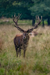 Red Deer Stags (Cervus elaphus) 