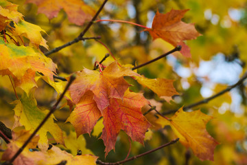Naklejka na ściany i meble fall foliage