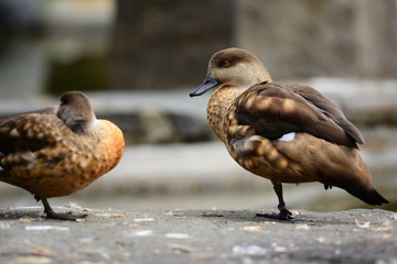 Duck standing on a stone.