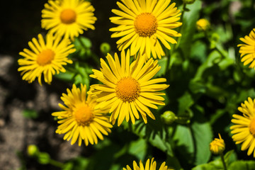 yellow daisies in the garden in the spring