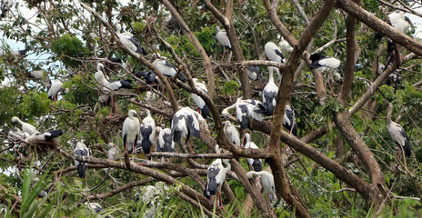 The open billed stork bird perch in the nest and on the branch of tree. black and white color of...