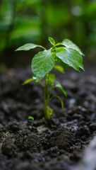 Green plant growing. nature background