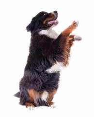 bernese mountain dog in front of white background studio