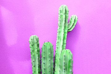 Cactus Fashion Set Design. Minimal fashion Stillife. Trendy Bright Colors. Green Neon Cactus Mood on Pink background