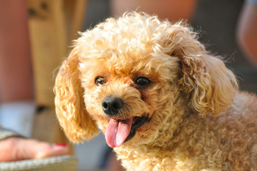 Toy Poodle portrait in the park.. French poodle play outside