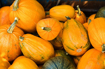 Vintage Yellow Pumpkins for Halloween